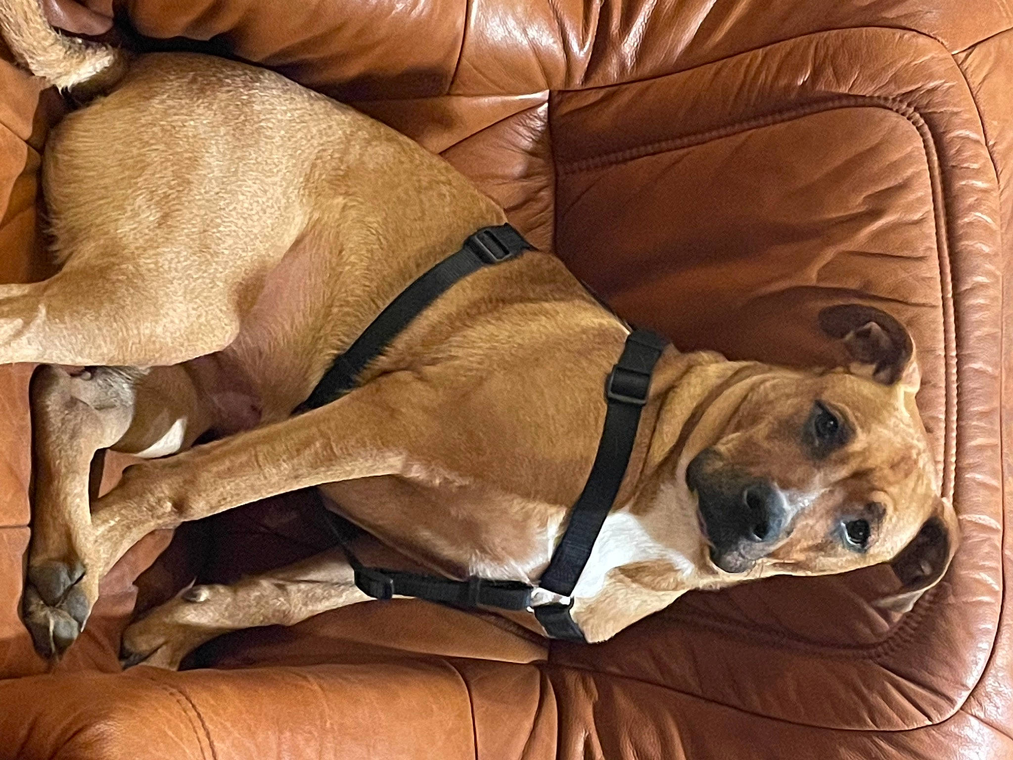 Layka participe au concours pour gagner de l'argent avec cette photo : armrest, canidae, carnivore, collar, comfort, companion_dog, couch, dog, dog_breed, dog_collar, dog_supply, fawn, fur, linens, liver, pet_supply, snout, sporting_group, wood, working_animal