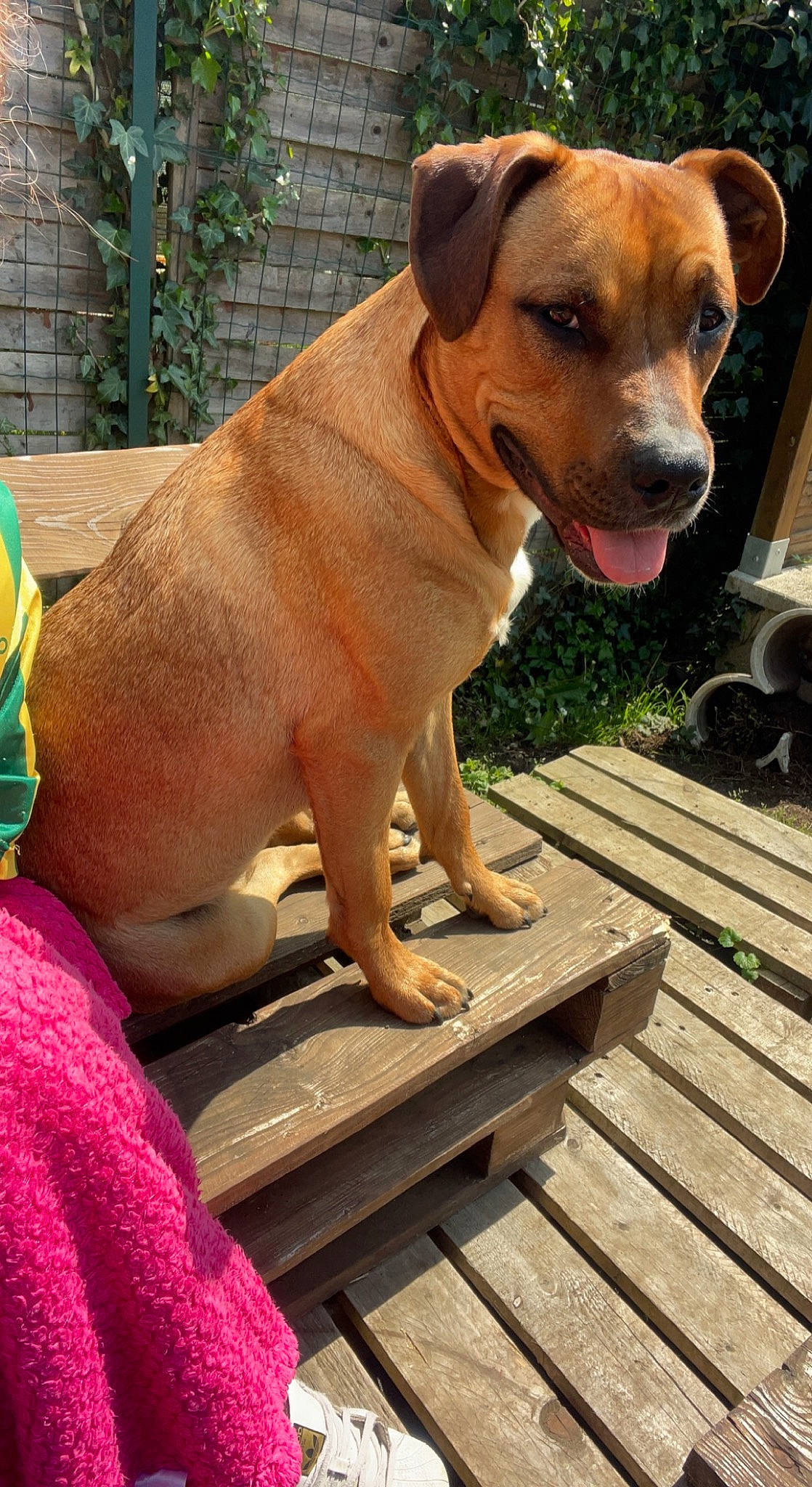 Layka a rejoint le concours — aidez-le/la à gagner de superbes lots ! canidae, carnivore, collar, companion_dog, dog, dog_breed, dog_collar, dog_supply, fawn, hardwood, liver, pet_supply, plank, plant, snout, sporting_group, whiskers, wood, working_animal, working_dog