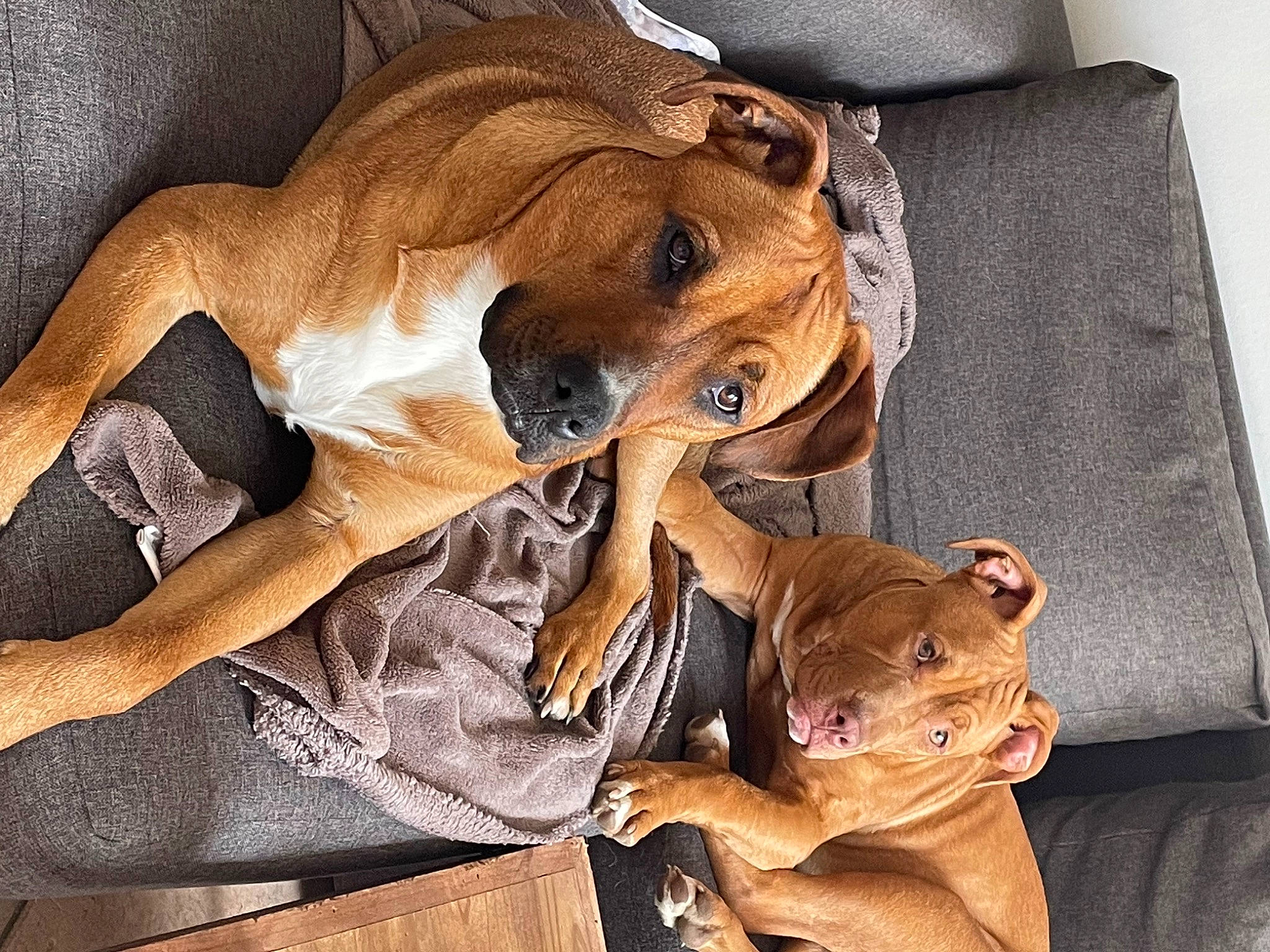 Layka a rejoint le concours — aidez-le/la à gagner de superbes lots ! ancient_dog_breeds, canidae, carnivore, comfort, companion_dog, dog, dog_breed, dog_supply, fawn, fur, guard_dog, hound, non_sporting_group, paw, sighthound, snout, sporting_group, toy_dog, whiskers, working_animal