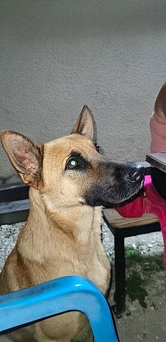 Patou a rejoint le concours — aidez-le/la à gagner de superbes lots ! black_mouth_cur, canidae, carnivore, carolina_dog, dog, dog_breed, ear, fawn, formosan_mountain_dog, mammal, rare_breed_dog, snout, vertebrate, working_dog