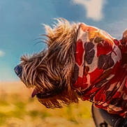 Yaya participe au concours pour gagner de l'argent avec cette photo : dog, scarf, outdoor, sky, blue_sky, grass, field, animal, pet, fur, head, profile, colorful, nature, daylight, muzzle, tongue, portrait, canine, warm