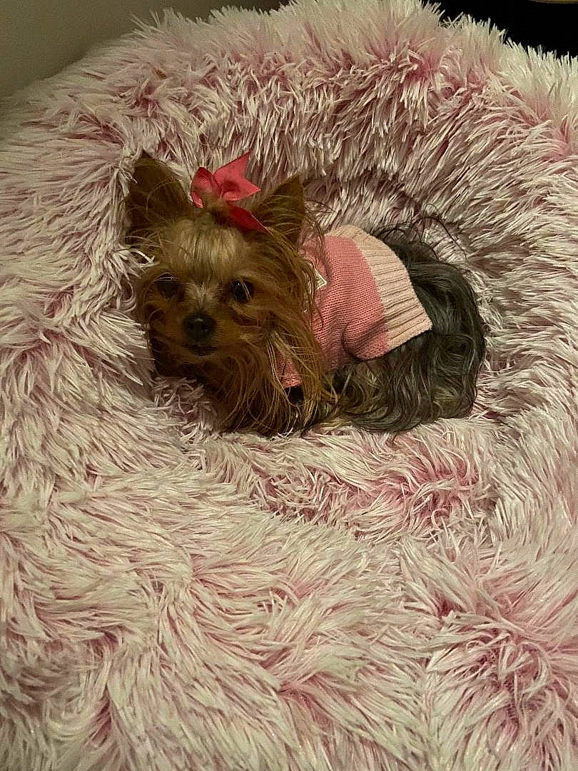 Gucci is registered to the contest to win money with this photo: canidae, carnivore, companion_dog, dog, dog_breed, dog_clothes, dog_supply, fawn, fur, liver, puppy, small_terrier, snout, sporting_group, terrier, toy_dog, whiskers, working_animal, yorkipoo, yorkshire_terrier