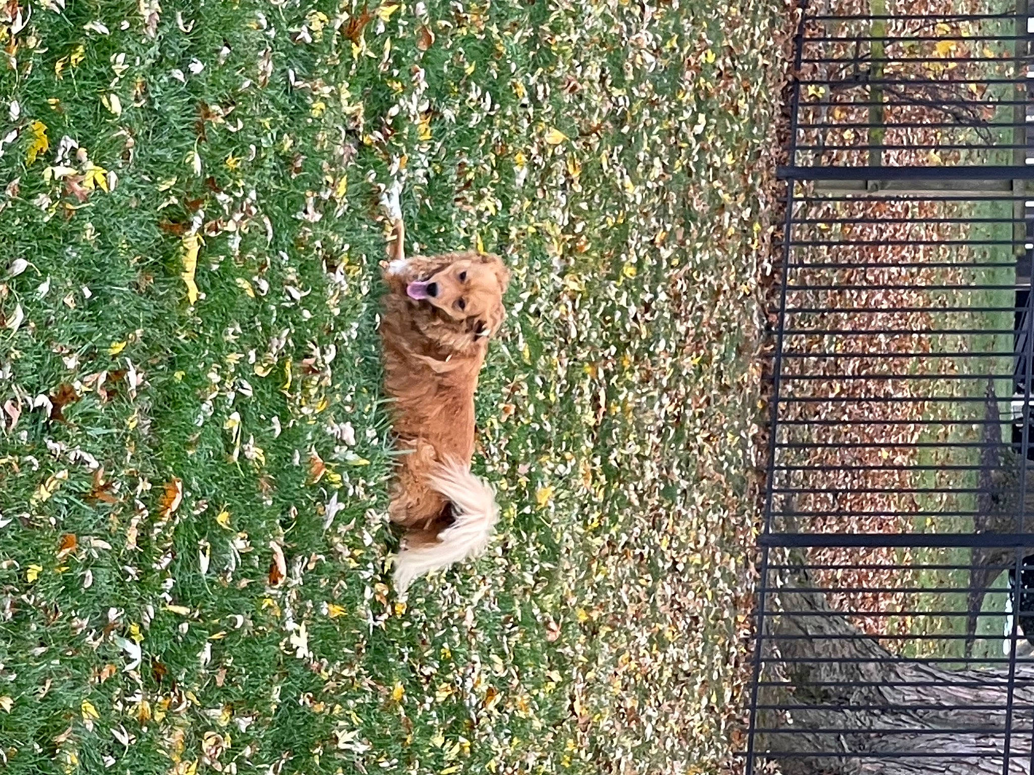 Molly joined the competition — help win amazing prizes! brick, brickwork, carnivore, cat, companion_dog, fawn, felidae, grass, groundcover, people_in_nature, plant, shrub, small_to_medium_sized_cats, tail, terrestrial_animal, toy, tree, trunk, whiskers, wood