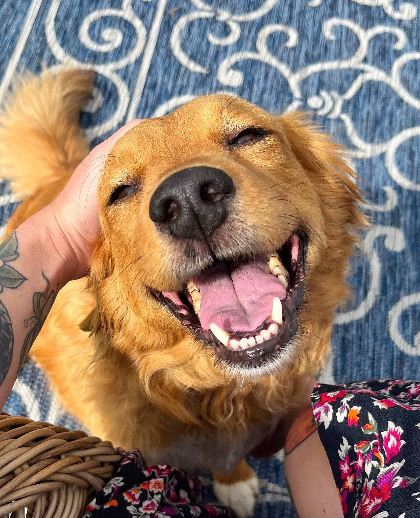 Molly is registered to the contest to win money with this photo: ancient_dog_breeds, canidae, carnivore, companion_dog, dog, dog_breed, eye, fawn, fur, guard_dog, happy, liver, paw, puppy_love, smile, snout, sporting_group, whiskers, working_animal, working_dog