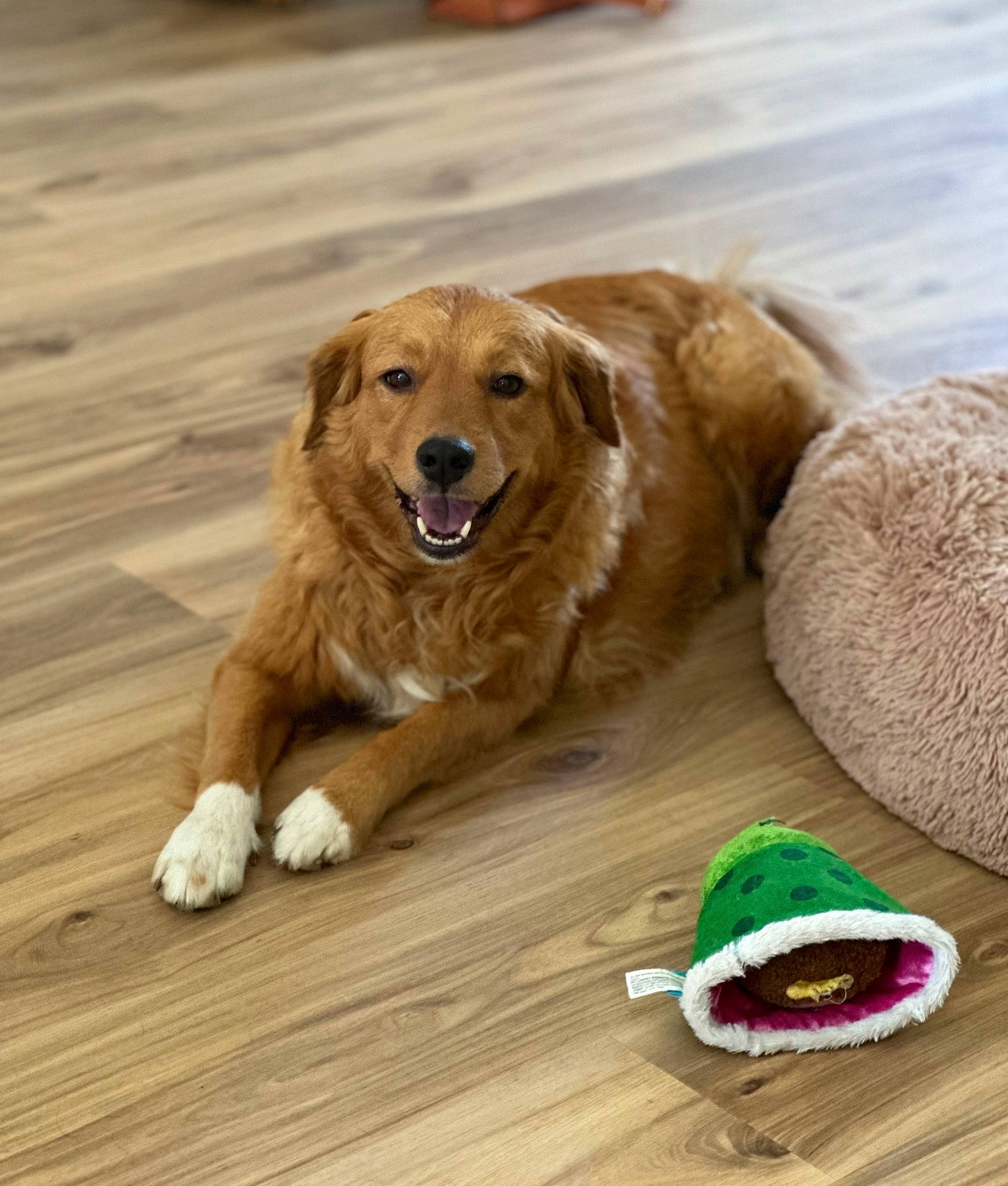 Molly is registered to the contest to win money with this photo: ball, canidae, carnivore, companion_dog, dog, dog_breed, fawn, flooring, fur, golden_retriever, hardwood, paw, plank, snout, sporting_group, varnish, wood, wood_flooring, wood_stain, working_animal