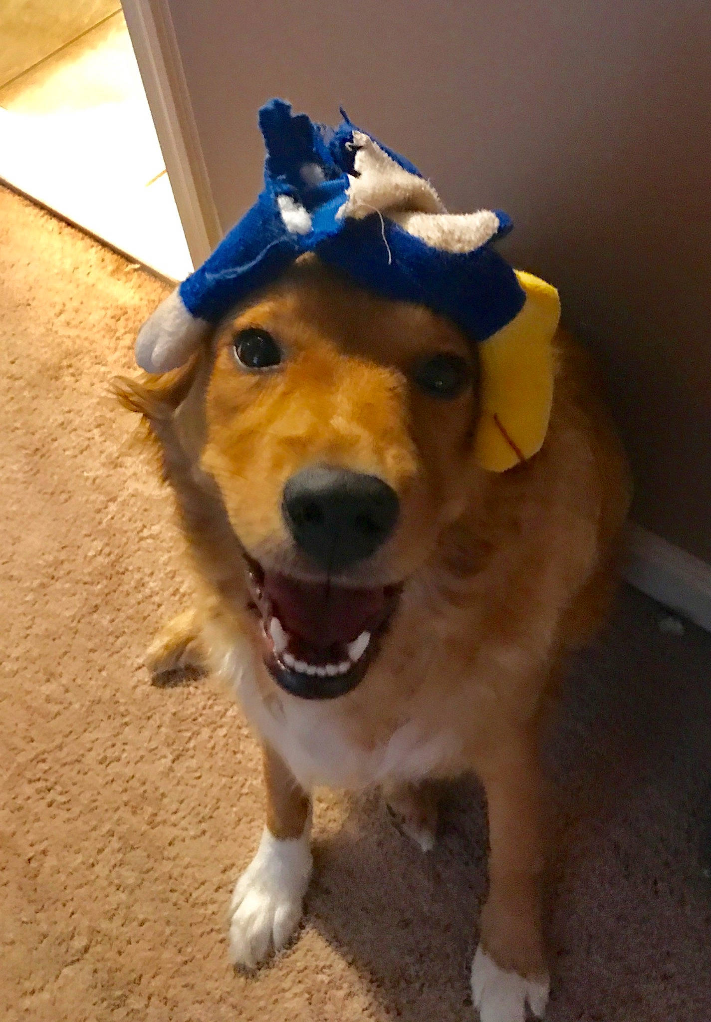 Molly joined the competition — help win amazing prizes! canidae, carnivore, collar, companion_dog, costume, costume_hat, dog, dog_breed, dog_clothes, dog_supply, fashion_accessory, fawn, fur, pack_animal, personal_protective_equipment, smile, snout, sporting_group, whiskers, working_animal