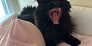 Coraline is registered to the contest to win money with this photo: cat, black_cat, yawning, bed, pillow, blanket, indoor, pet, fur, tongue, teeth, whiskers, cozy, sleepy, paw, ears, pink_bedding, wall, sunlight, closeup