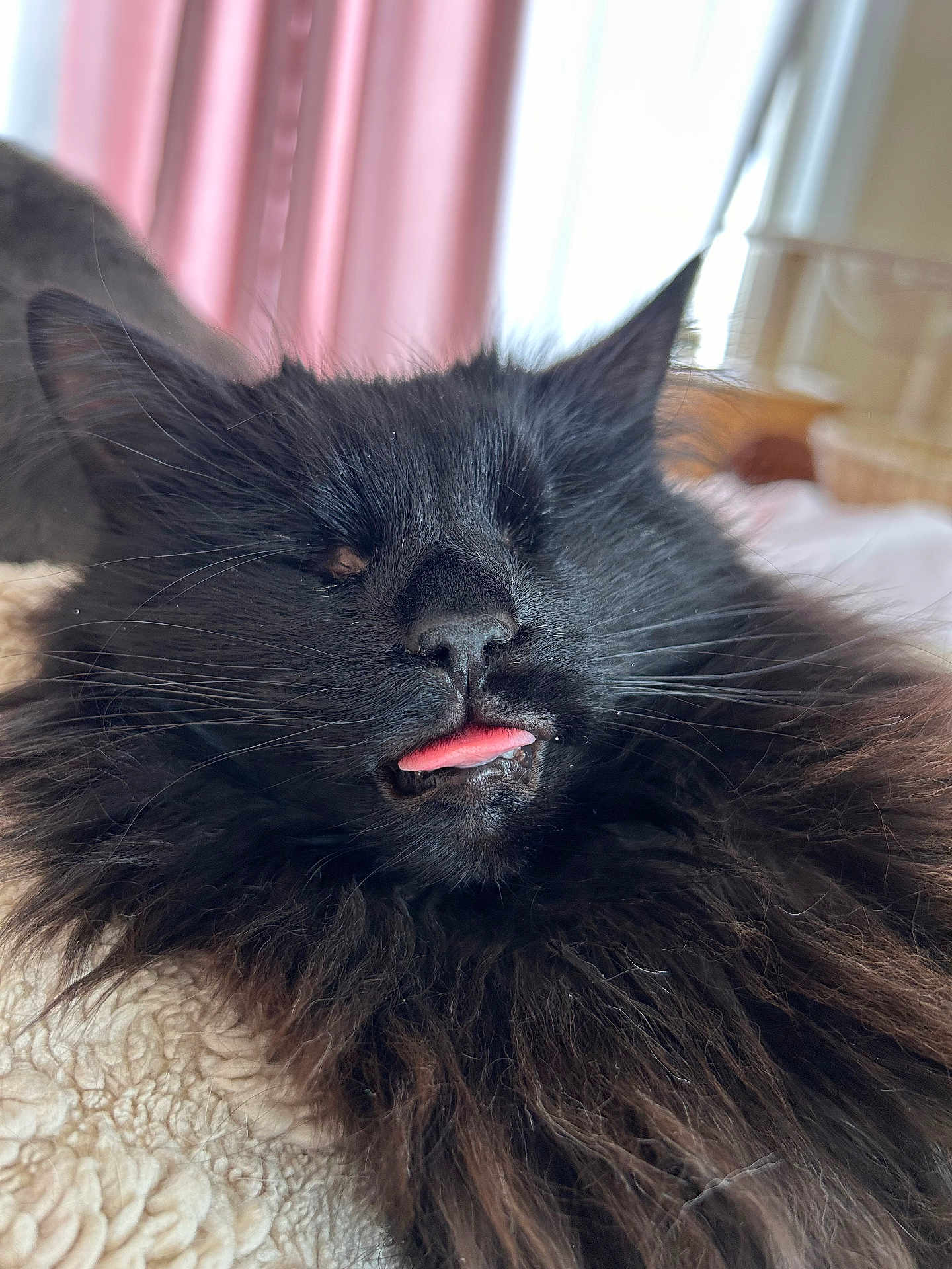 Coraline is registered to the contest to win money with this photo: cat, black_cat, cat_face, tongue_out, sleeping, fluffy, whiskers, fur, close_up, indoor, bed, blanket, cozy, pet, portrait, ears, nose, pink_curtains, relaxed, long_hair
