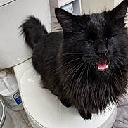Coraline joined the competition — help win amazing prizes! cat, black_cat, toilet, toilet_seat, bathroom, pet, fluffy_fur, whiskers, mouth_open, meowing, close_up, tile_floor, toilet_paper, bathroom_shelf, indoor, sitting, ears, paws, feline, cute