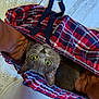Mouse is registered to the contest to win money with this photo: cat, kitten, pet, plaid, bag, tote_bag, green_eyes, upside_down, looking_up, indoor, tile_floor, bare_foot, human_hand, cozy, fabric, portrait, close_up, ears, whiskers, curious