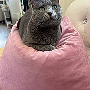 Mouse is registered to the contest to win money with this photo: cat, close_up, cozy, cushion, cute, feline, gray_cat, green_eyes, home_interior, indoor, paw, pet, pink_pillow, portrait, relaxed, sitting, sofa, upholstery, velvet_pillow, whiskers