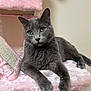 cat, grey_cat, green_eyes, pet, feline, cat_tree, pink, fluffy, paws, whiskers, relaxed, indoor, portrait, fur, ears, claws, household, sitting, cozy, mammal