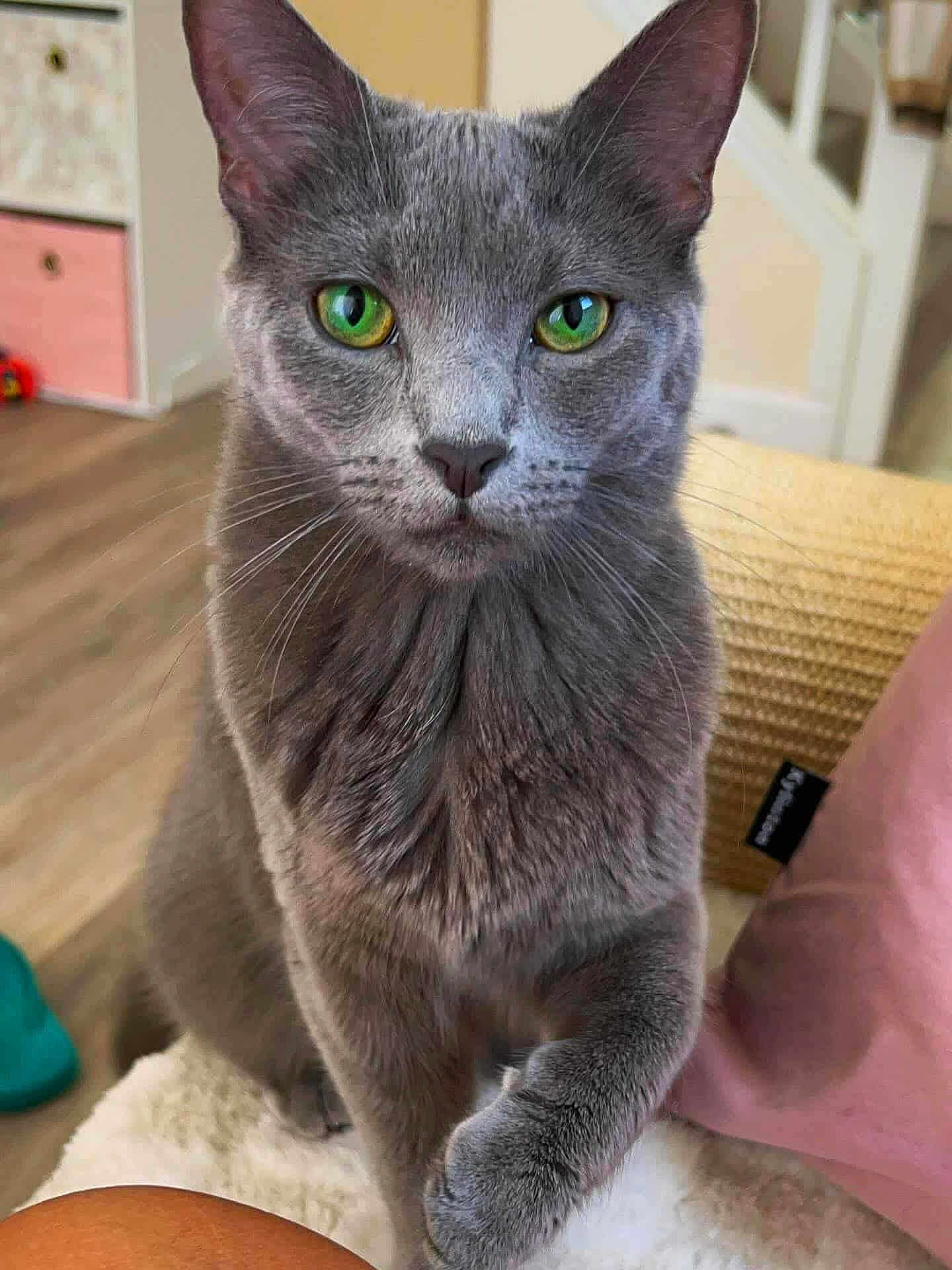 Mouse is registered to the contest to win money with this photo: cat, gray_cat, green_eyes, feline, pet, close_up, portrait, whiskers, paw, fur, ears, indoor, domestic_cat, looking_at_camera, curious, sitting, couch, home, living_room, cozy