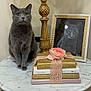 Mouse joined the competition — help win amazing prizes! cat, gray_cat, portrait, framed_picture, lamp, crystal_lamp, gold_decor, marble_table, stacked_books, lace_ribbon, pink_flower, green_eyes, sitting, indoor, home_decor, cozy, fur, ornate_base, still_life, cute
