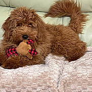 Penny Lane joined the competition — help win amazing prizes! dog, plush_toy, brown_fur, couch, blanket, pet, indoor, cute, fluffy, lying_down, toy, relaxed, home, animal, companion, furry, domestic_animal, resting, cozy, playful