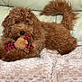 dog, plush_toy, brown_fur, couch, blanket, pet, indoor, cute, fluffy, lying_down, toy, relaxed, home, animal, companion, furry, domestic_animal, resting, cozy, playful