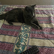 Fluffy is registered to the contest to win money with this photo: cat, gray_cat, pet, animal, bed, quilt, remote_control, indoor, furniture, resting, looking, striped_pattern, textile, comfort, domestic, cozy, relaxation, home, mammal, cute