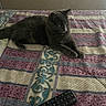 animal, bed, cat, comfort, cozy, cute, domestic, furniture, gray_cat, home, indoor, looking, mammal, pet, quilt, relaxation, remote_control, resting, striped_pattern, textile