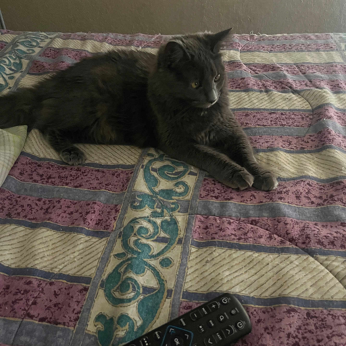 Fluffy is registered to the contest to win money with this photo: cat, gray_cat, pet, animal, bed, quilt, remote_control, indoor, furniture, resting, looking, striped_pattern, textile, comfort, domestic, cozy, relaxation, home, mammal, cute