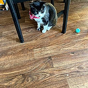Mitten is registered to the contest to win money with this photo: animal, bandana, black_and_white, cat, chair, closeup, cozy, curious, cute, domestic, feline, floor, furniture, household, indoor, pet, red, sitting, toy, wooden_floor