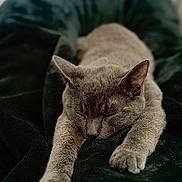 Theodora joined the competition — help win amazing prizes! animal, blanket, calm, cat, close_up, comfort, cozy, cute, fur, gray_cat, indoor, napping, paws, pet, quiet, relaxed, resting, sleeping, soft, whiskers
