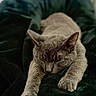 animal, blanket, calm, cat, close_up, comfort, cozy, cute, fur, gray_cat, indoor, napping, paws, pet, quiet, relaxed, resting, sleeping, soft, whiskers