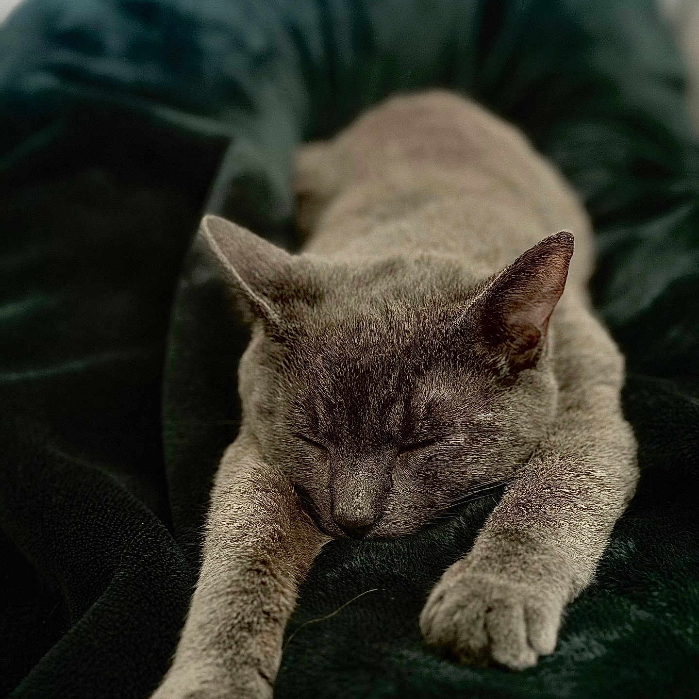 Theodora