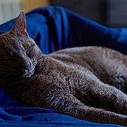 Keaton Shusta joined the competition — help win amazing prizes! animal, bed, blue_blanket, cat, closeup, comfort, cozy, domestic_cat, feline, fur, gray_cat, indoor, nap, peaceful, pet, quiet, relaxed, resting, sleeping, whiskers