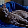 animal, bed, blue_blanket, cat, closeup, comfort, cozy, domestic_cat, feline, fur, gray_cat, indoor, nap, peaceful, pet, quiet, relaxed, resting, sleeping, whiskers