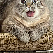 Montero joined the competition — help win amazing prizes! cat, surprised, wide_eyes, open_mouth, cardboard, scratch_pad, carpet, indoor, pet, feline, whiskers, paws, tabby, close_up, cute, animal, domestic, fur, expression, resting