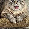cat, surprised, wide_eyes, open_mouth, cardboard, scratch_pad, carpet, indoor, pet, feline, whiskers, paws, tabby, close_up, cute, animal, domestic, fur, expression, resting