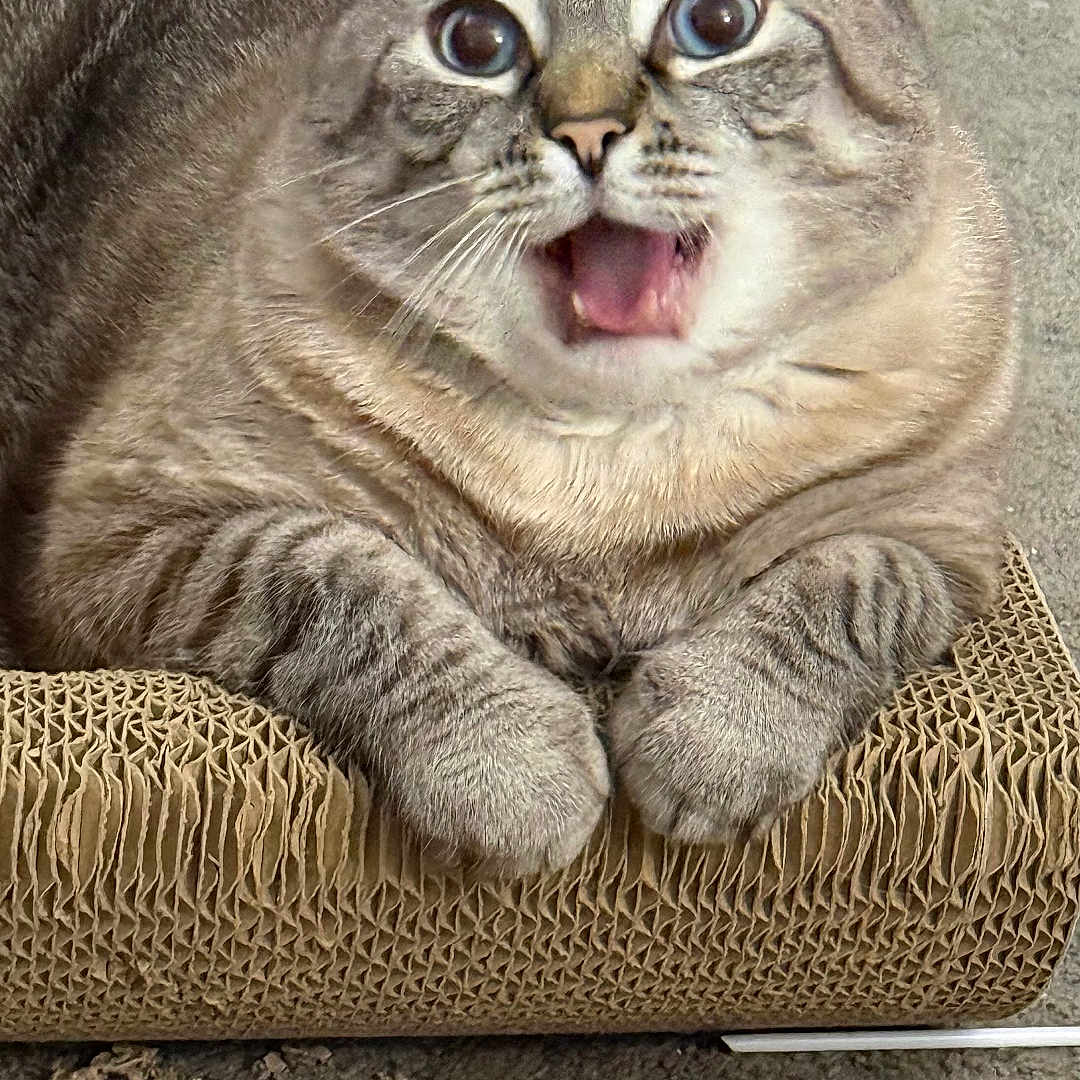 Montero joined the competition — help win amazing prizes! cat, surprised, wide_eyes, open_mouth, cardboard, scratch_pad, carpet, indoor, pet, feline, whiskers, paws, tabby, close_up, cute, animal, domestic, fur, expression, resting