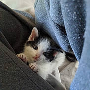 Sprout joined the competition — help win amazing prizes! animal, black_and_white, blanket, cat, cozy, curious, cute, fur, gray, indoor, kitten, paws, pet, resting, sleeping_area, small, snug, soft, whiskers, young
