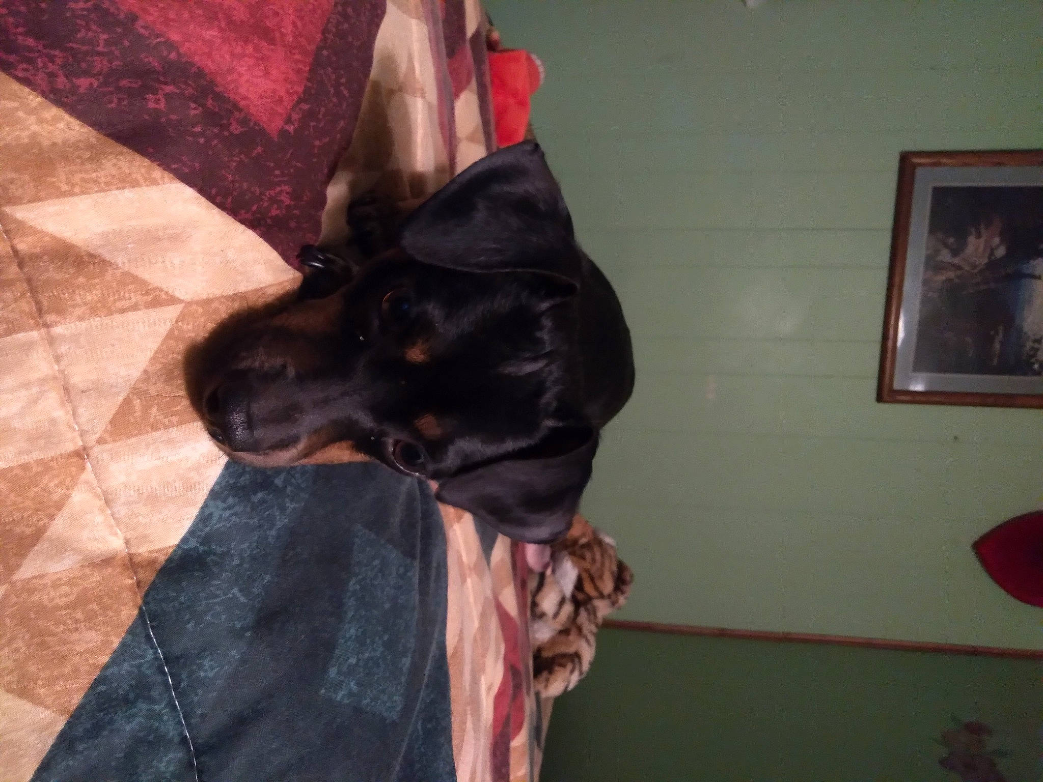 Spike joined the competition — help win amazing prizes! canidae, carnivore, collar, comfort, companion_dog, dog, dog_breed, dog_collar, fawn, flooring, fur, guard_dog, liver, magenta, picture_frame, snout, sporting_group, tail, tints_and_shades, working_animal