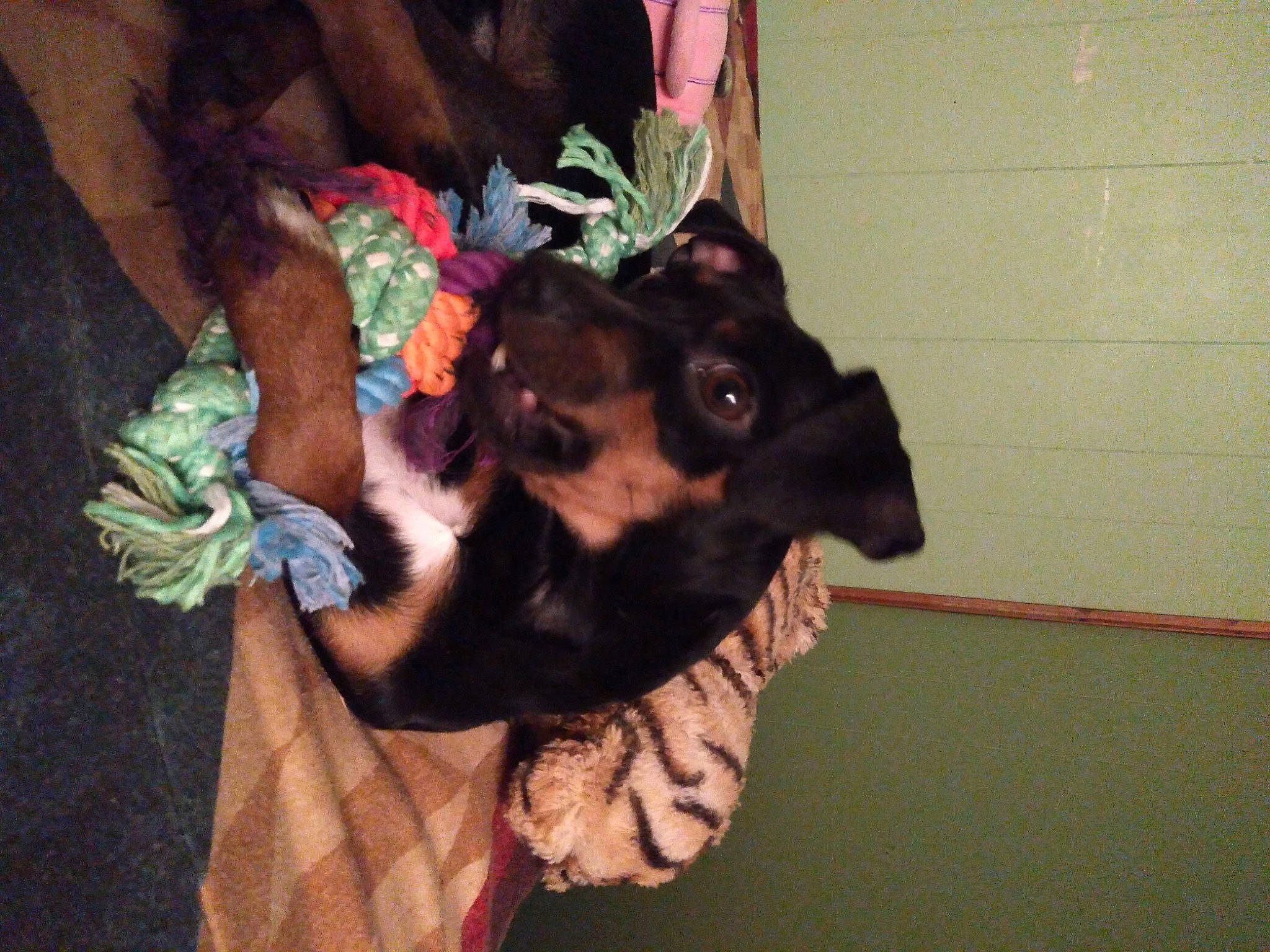 Spike is registered to the contest to win money with this photo: canidae, carnivore, companion_dog, dog, dog_breed, dog_supply, ear, fawn, fur, gesture, guard_dog, nail, paw, puppy_love, purple, sporting_group, toy_dog, whiskers, working_animal, working_dog