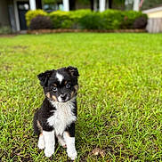 Tally is registered to the contest to win money with this photo: adorable, animal, canine, cute, daylight, dog, eyes, front_yard, fur, grass, greenery, house, nature, outdoor, pet, portrait, puppy, sitting, small_dog, young_dog