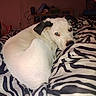 Ghost is registered to the contest to win money with this photo: dog, white_dog, black_ears, pet, animal, sleeping, lying_down, bed, bedroom, blanket, zebra_pattern, indoor, cozy, relaxed, portrait, flash_photography, glowing_eyes, snout, floppy_ears, home_decor