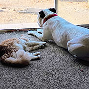 Ghost joined the competition — help win amazing prizes! dog, cat, pet, animal, indoors, carpet, floor, glass_door, window, sunlight, sleeping, lying_down, relaxed, collar, red_collar, fluffy_cat, white_dog, companionship, home, cage