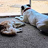 dog, cat, pet, animal, indoors, carpet, floor, glass_door, window, sunlight, sleeping, lying_down, relaxed, collar, red_collar, fluffy_cat, white_dog, companionship, home, cage