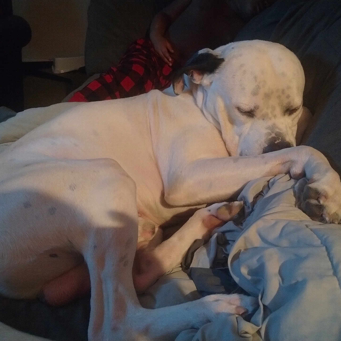 Ghost joined the competition — help win amazing prizes! dog, dogs, sleeping, white_dog, pets, animal, couch, sofa, blanket, indoors, living_room, relaxed, resting, lying_down, snuggling, short_hair, spotted_dog, paw, pet_portrait, low_light