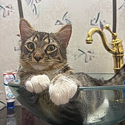 Milo is registered to the contest to win money with this photo: animal, bathroom, cat, close_up, countertop, curious_cat, cute, feline, glass_sink, golden_faucet, indoor, patterned_wall, paw, pet, relaxed, sink, tabby_cat, toothpaste_tube, whiskers, white_paws