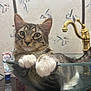 animal, bathroom, cat, close_up, countertop, curious_cat, cute, feline, glass_sink, golden_faucet, indoor, patterned_wall, paw, pet, relaxed, sink, tabby_cat, toothpaste_tube, whiskers, white_paws