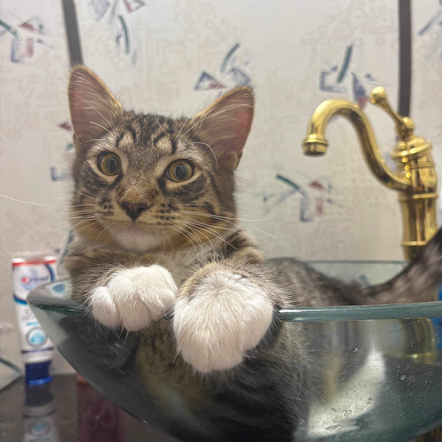 Milo is registered to the contest to win money with this photo: animal, bathroom, cat, close_up, countertop, curious_cat, cute, feline, glass_sink, golden_faucet, indoor, patterned_wall, paw, pet, relaxed, sink, tabby_cat, toothpaste_tube, whiskers, white_paws