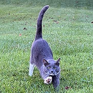Aspen is registered to the contest to win money with this photo: cat, gray_cat, white_paws, grass, outdoor, pet, animal, feline, tail_up, walking, green_grass, nature, mammal, whiskers, ears, alert, daylight, cute, domestic_cat, focused