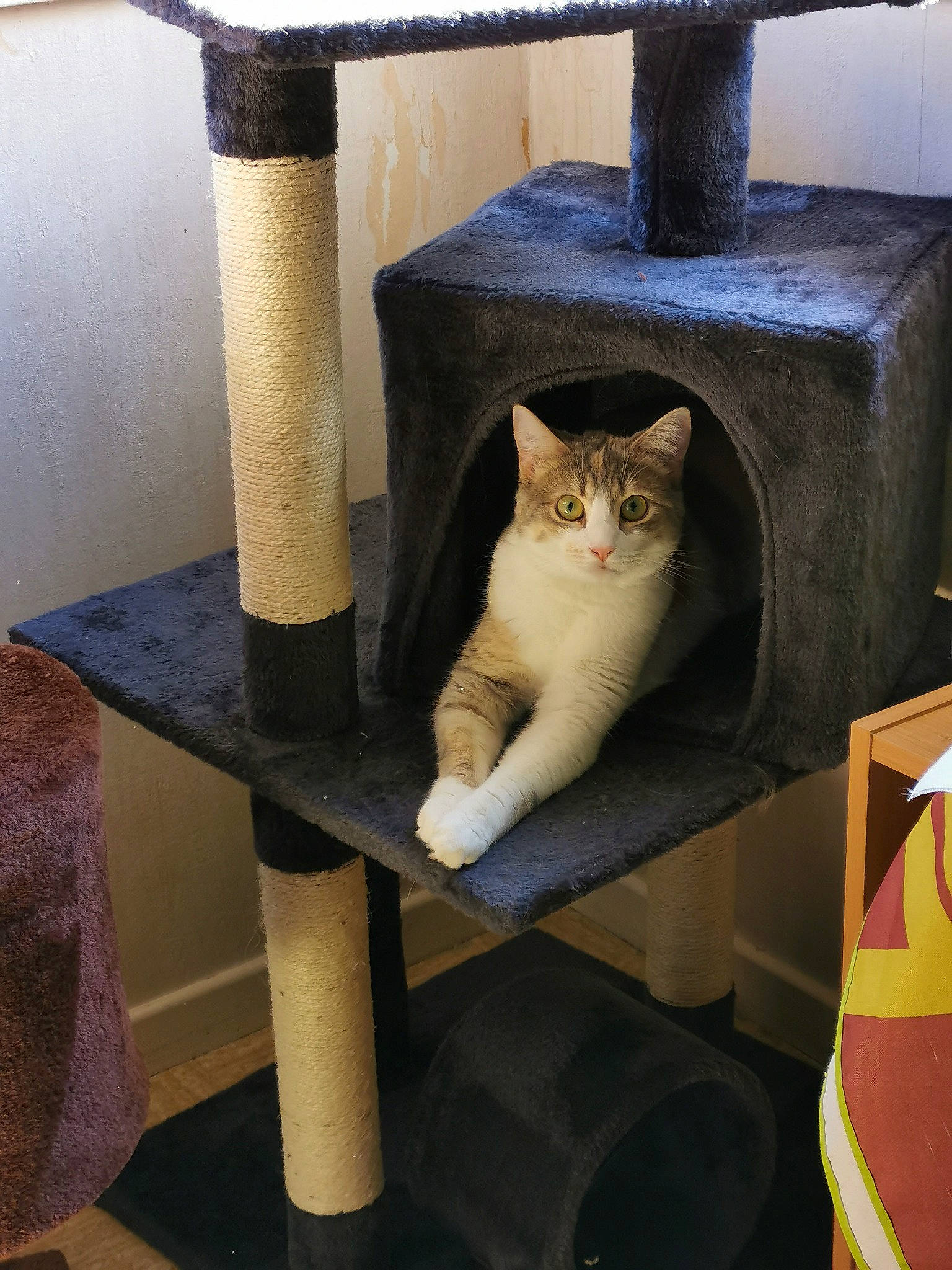 Dora participe au concours pour gagner de l'argent avec cette photo : carnivore, cat, cat_furniture, cat_supply, chair, comfort, fawn, felidae, light, line, outdoor_furniture, pedestal, pet_supply, plant, room, small_to_medium_sized_cats, tail, whiskers, wood, yellow