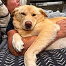 arm, blanket, comfort, couch, cozy, curtain, dog, face, fur, home, hug, human, indoor, paw, pet, pillow, relaxation, table, window, woman
