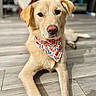 Suni is registered to the contest to win money with this photo: animal, attention, background_blur, bandana, canine, closeup, cute, dog, domestic_animal, eyes, floral_pattern, focus, fur, golden_dog, indoor, laying_down, pet, portrait, relaxed, wooden_floor