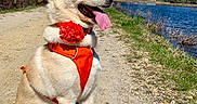 Suni is registered to the contest to win money with this photo: dog, orange_harness, flower_collar, tongue_out, sitting, dirt_path, lake, water, blue_sky, trees, house, sunny, outdoor, nature, happy, canine, pet, grass, leash, daytime