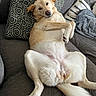 Suni is registered to the contest to win money with this photo: animal, canine, comfortable, couch, cozy, cute, dog, domestic_animal, fur, furniture, home, indoor, laying_down, light_fur, living_room, mammal, pet, pillow, relaxed, resting