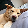 animal, bedroom, canine, close_up, comfort, dog, ears, fur, headboard, indoors, light, mammal, nightstand, nose, pet, pillow, portrait, relaxed, resting, sleepy
